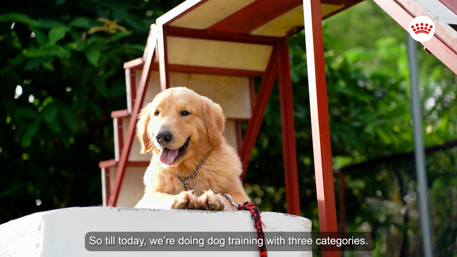 Royal Canin 1