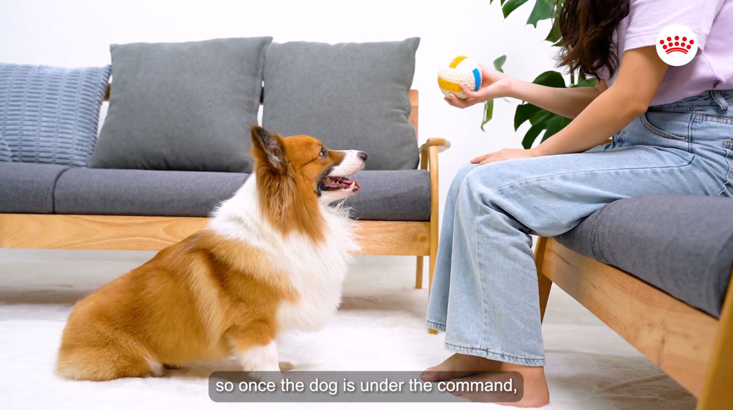 Royal Canin 2