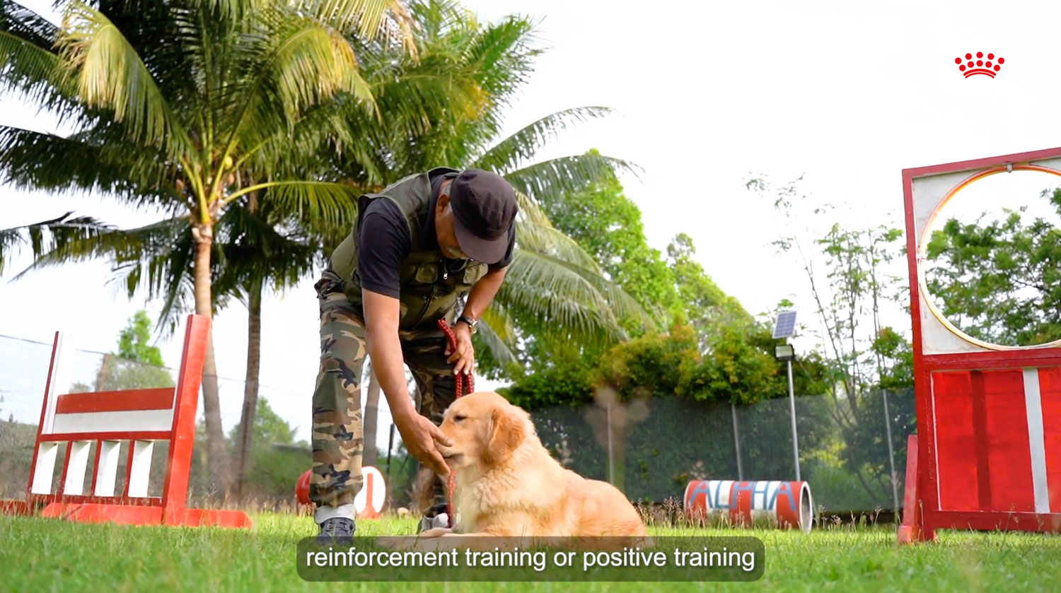 Royal Canin 3
